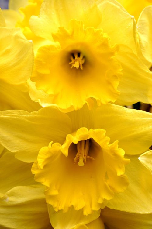 Photograph of Trumpet Daffodils by Nino Barbieri, via Wikimedia Commons