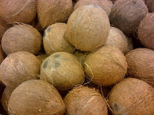 Coconuts, photograph by Tahir mq, via Wikimedia Commons