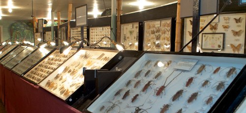 The wonderfulness of May Museum (image from Pikes Peak County attractions website, http://www.pikes-peak.com/attractions/may-natural-history-museum/)