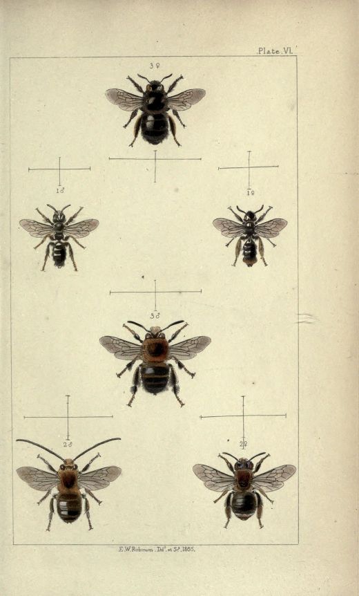 British_bees-_an_introduction_to_the_study_of_the_natural_history_and_economy_of_the_bees_indigenous_to_the_British_Isles_BHL19072798 (2)