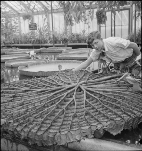 The_Gardens_of_Kew-_the_work_of_Kew_Gardens_in_Wartime,_Surrey,_England,_UK,_1943_D16496 (2)